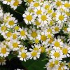 Ромашки (камилла)