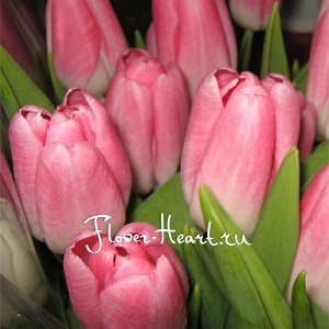  Тюльпаны  розовые. Доставка цветов. 