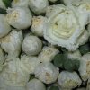 Гвоздика кустовая белая