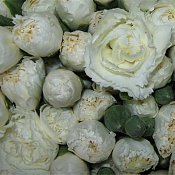Гвоздика кустовая белая