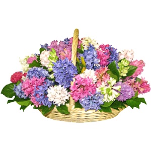  Корзина с гиацинтами - гиацинты - 25 шт., зелень. 