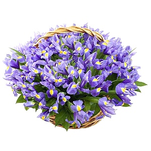 «Синий бархат» - Цветы с доставкой по Москве.