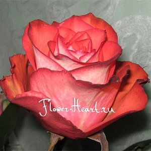 Розы Игуана - Цветы с доставкой по Москве.