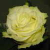 Розы Бэлла